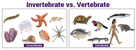 what is a vertebrate|Vertebrate .